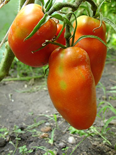 Ungarische Samen Tomate"Jersey Devil" Sossentomate, von unserer ungarischen Farm samenfest, nur organische Dünger, KEINE Pesztizide, BIO hu-öko-01 von mediterranpiac