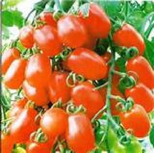Ungarische Samen Tomate"Lange Rote",von unserer ungarischen Farm samenfest, nur organische Dünger, KEINE Pesztizide, BIO hu-öko-01 von mediterranpiac