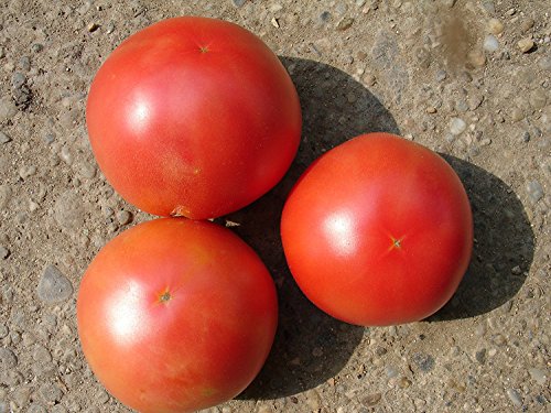 Ungarische Samen Tomate"Pink Grapefruit", frischer Geschmack, von unserer ungarischen Farm samenfest, nur natürliche Dünger, KEINE Pesztizide, BIO hu-öko-01 von mediterranpiac