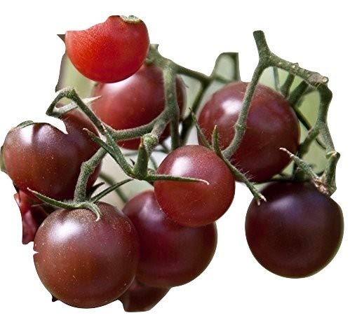 Ungarische Samen Tomate"Schoko Cherry" fruchtiges Aroma,von unserer ungarischen Farm samenfest, nur organische Dünger, KEINE Pesztizide, BIO hu-öko-01 von mediterranpiac