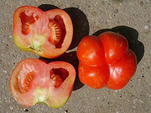 Ungarische Samen Tomate"Striped Cavern",die Paprikatomate, von unserer ungarischen Farm samenfest, nur organische Dünger, KEINE Pesztizide, BIO hu-öko-01 von mediterranpiac