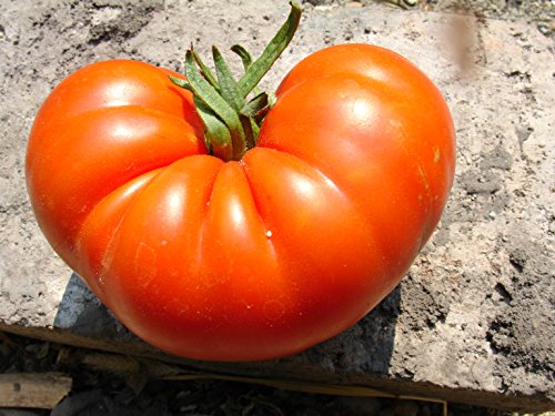 Ungarische Samen Tomate"Wiener Schlummer", grosse Fleischtomate, eigener ANBAU! 20 Samen, von unserer ungarischen Farm samenfest, nur organische Dünger, KEINE Pesztizide, BIO hu-öko-01 von mediterranpiac