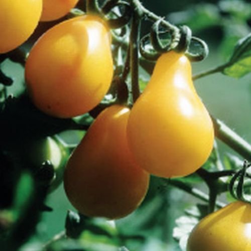Ungarische Samen Tomate "Yellow Pear", birnenförmige Tomate, mildes Aroma,von unserer ungarischen Farm samenfest, nur organische Dünger, KEINE Pesztizide, BIO hu-öko-01 von mediterranpiac