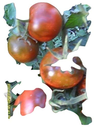 Ungarische Samen Tomaten"Kumato",ertragreiche, legendäre Sorte,von unserer ungarischen Farm samenfest, nur organische Dünger, KEINE Pesztizide, BIO hu-öko-01 von mediterranpiac
