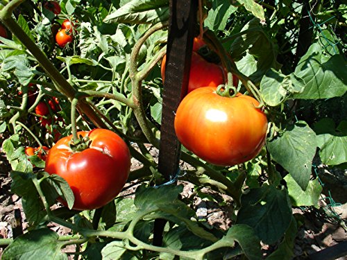 Ungarische Samen Tomaten "Moskvich", frühe russische Sorte für kurze Sommer,von unserer ungarischen Farm samenfest, nur organische Dünger, KEINE Pesztizide, BIO hu-öko-01 von mediterranpiac