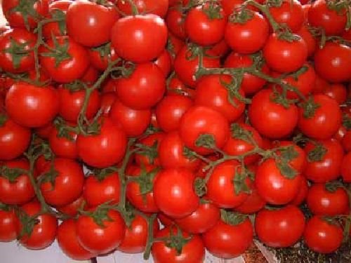 Ungarische Samen Tomaten"Solanum pimpinellifolium"Urtomate, zuckersüsse Cocktail, von unserer ungarischen Farm samenfest, nur natürliche Dünger, KEINE Pesztizide, BIO hu-öko-01 von mediterranpiac