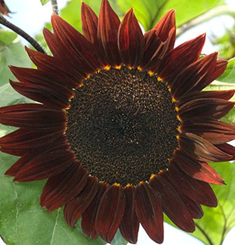 Ungarische Sonnenblume"Moulin Rouge", feurig rote Farbe, 20 Samen, von unserer Farm, samenfest, nur natürliche Dünger, KEINE Pesztizide, BIO hu-öko-01 von mediterranpiac