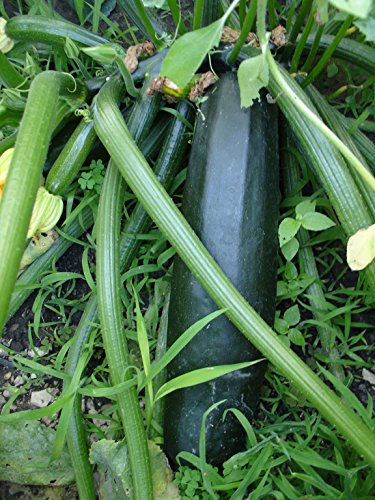 Ungarische grosse schwarze Zucchini, 10 Samen, von unserer ungarischen Farm samenfest, nur organische Dünger, KEINE Pesztizide, BIO hu-öko-01 von mediterranpiac