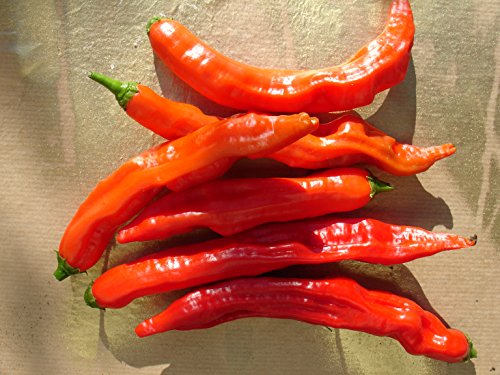 Ungarische mittelscharfe Chili"Aji Santa Cruz", rote lange Früchte, 10 Samen,von unserer ungarischen Farm samenfest, nur natürliche Dünger, KEINE Pesztizide von mediterranpiac