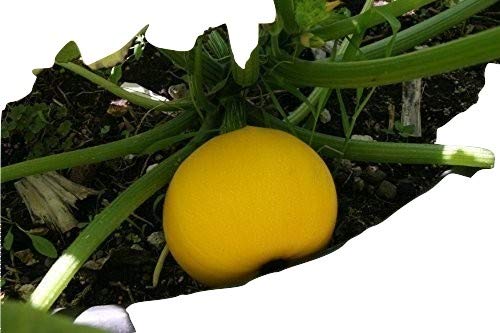 Ungarische seltene Zitronen Zucchini, schnellwachsend und ertragreich, 10 Samen, von unserer ungarischen Farm samenfest, nur organische Dünger, KEINE Pesztizide, BIO hu-öko-01 von mediterranpiac