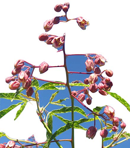 manihot esculenta, Tapioca Tree, Cassava, 10 Samen von mediterranpiac