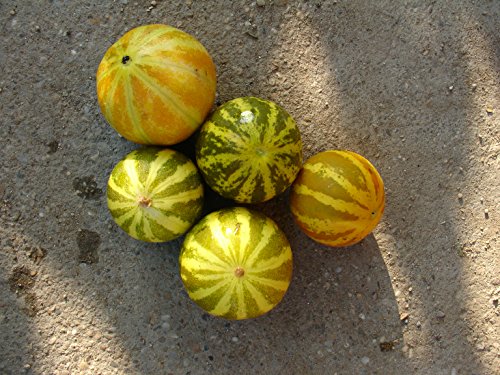 ungarische Sonnenmelone, hoher Ertrag, extra süss, 90 Tage, 10 Samen, von unserer ungarischen Farm samenfest, nur organische Dünger, KEINE Pesztizide, BIO hu-öko-01 von mediterranpiac