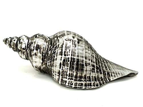 Deko Porzellan-Muschel Maritime Dekoration (Altsilber) B 17cm x T 6,5cm x H 6,5cm von meindekoartikel