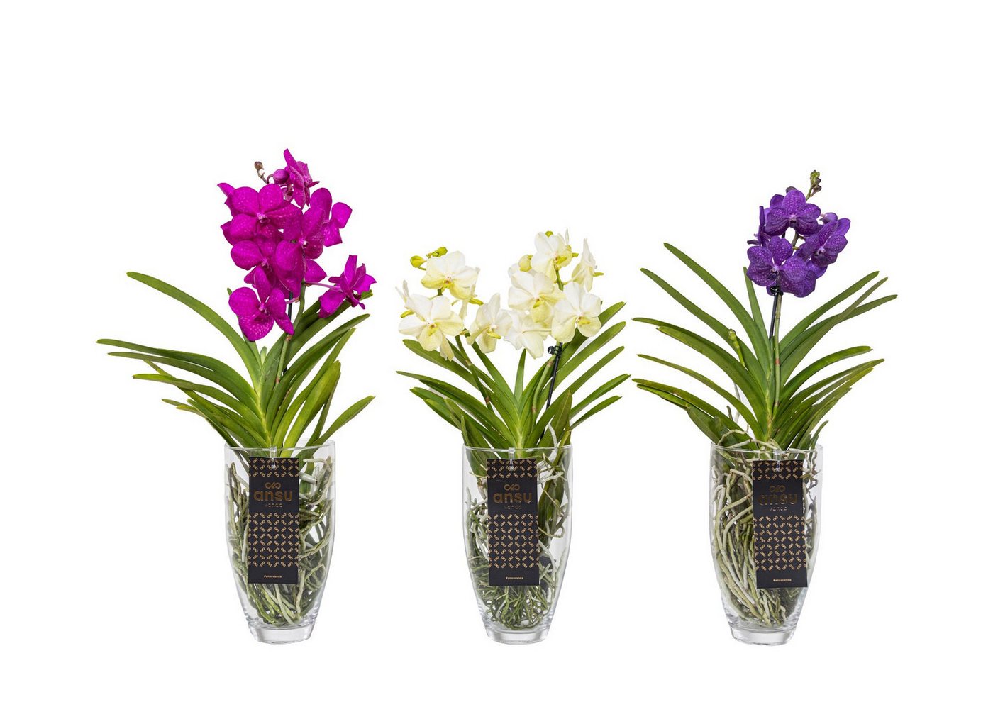 Künstliche Zimmerpflanze Echte blühende Orchidee Vanda violett in Vase echte lebende Pflanze, meinvipshop von meinvipshop