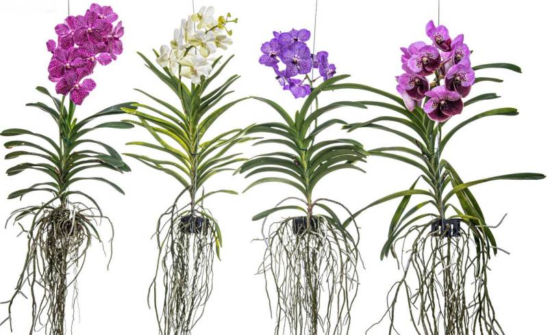 Künstliche Zimmerpflanze Echte blühende orchidee Vanda violett echte lebende Zimmerpflanze, meinvipshop von meinvipshop
