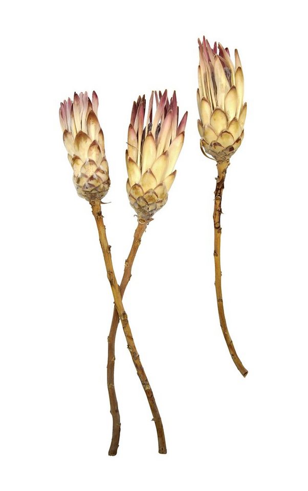Trockenblume Traumhafte Trockenblume Protea Dream 3er Set, meinvipshop von meinvipshop