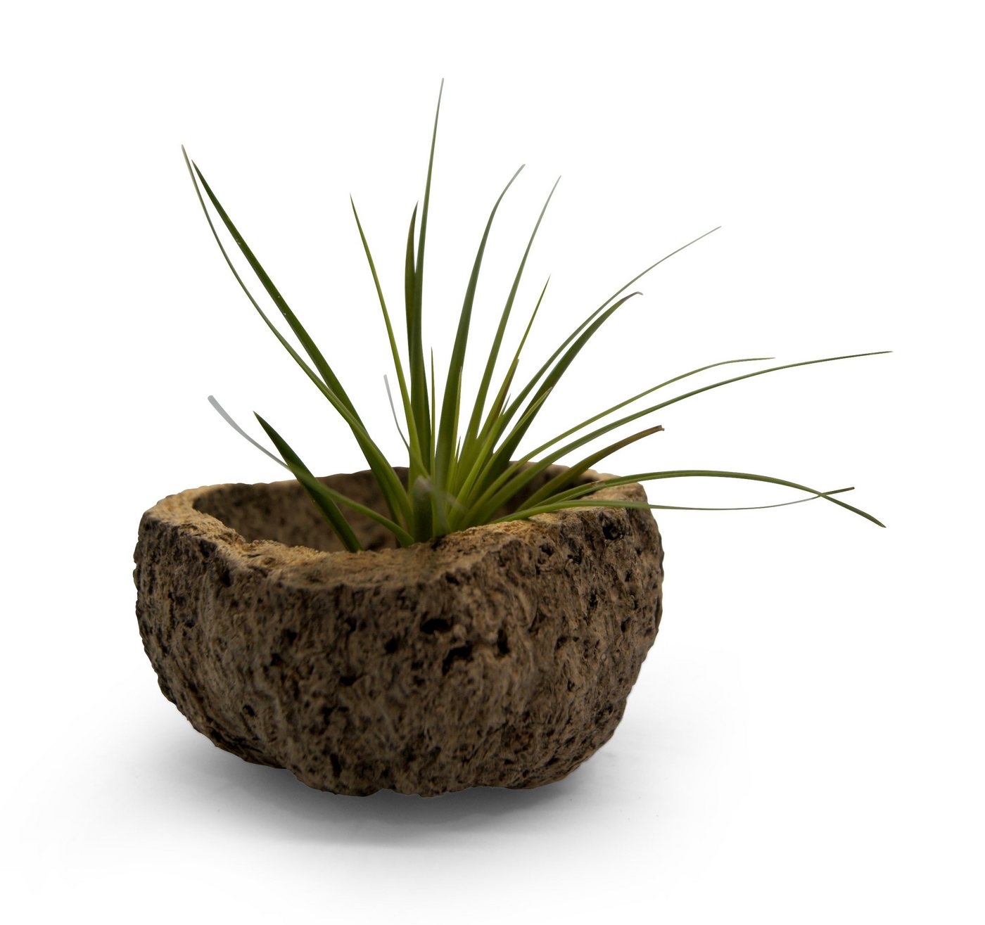 meinvipshop Dekoobjekt Qurico Nuss Schale mit Tillandsia grün, Dekoration, Wohnzimmer, Gartendeko, Balkondekoration von meinvipshop