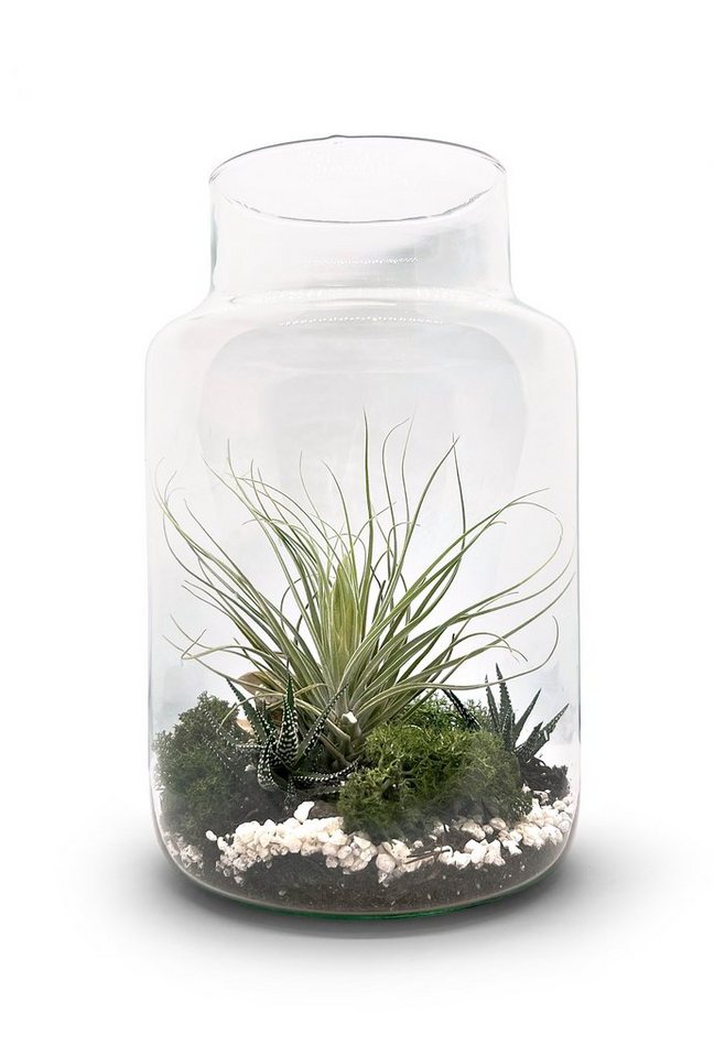 meinvipshop Dekoobjekt Flaschengarten 30cm XXL mit Tillandsia Oxana von meinvipshop