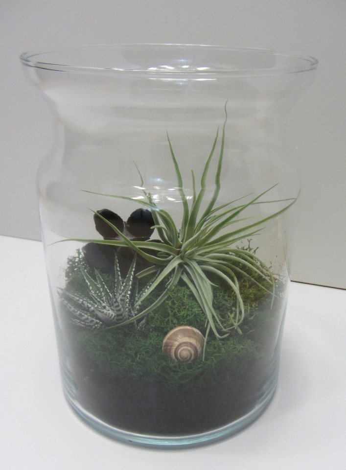 meinvipshop Dekoobjekt Flaschengarten mit echten Pflanzen Maxi Tischdekoration meinvipshop Dekoobjekt Flaschengarten mit echten Pflanzen Maxi Tischdekoration von meinvipshop