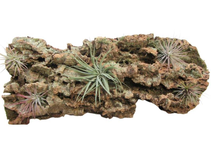 meinvipshop Dekoobjekt Tischdeko Kork Rinde 30cm mit fünf echten Tillandsien von meinvipshop