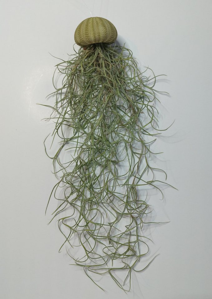 meinvipshop Hängedekoration 1er Set Seeigelgehäuse grün mit Tillandsia Spanisch Moos (1 St) von meinvipshop