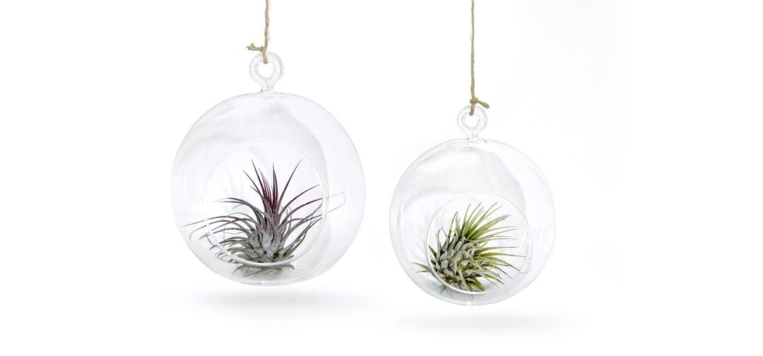 meinvipshop Hängedekoration 2er Glaskugel Set mit Tillandsien (Set, 2er Set Glaskugeln 12cm Ø & 10cm Ø mit jeweils einer echten Tillandsia) von meinvipshop