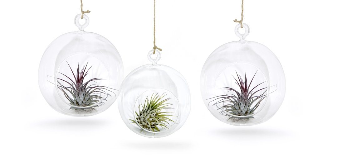 meinvipshop Hängedekoration 3er Glaskugel Set mit Tillandsien (Set, 3er Set Glaskugeln mit jeweils einer echten Tillandsia) von meinvipshop