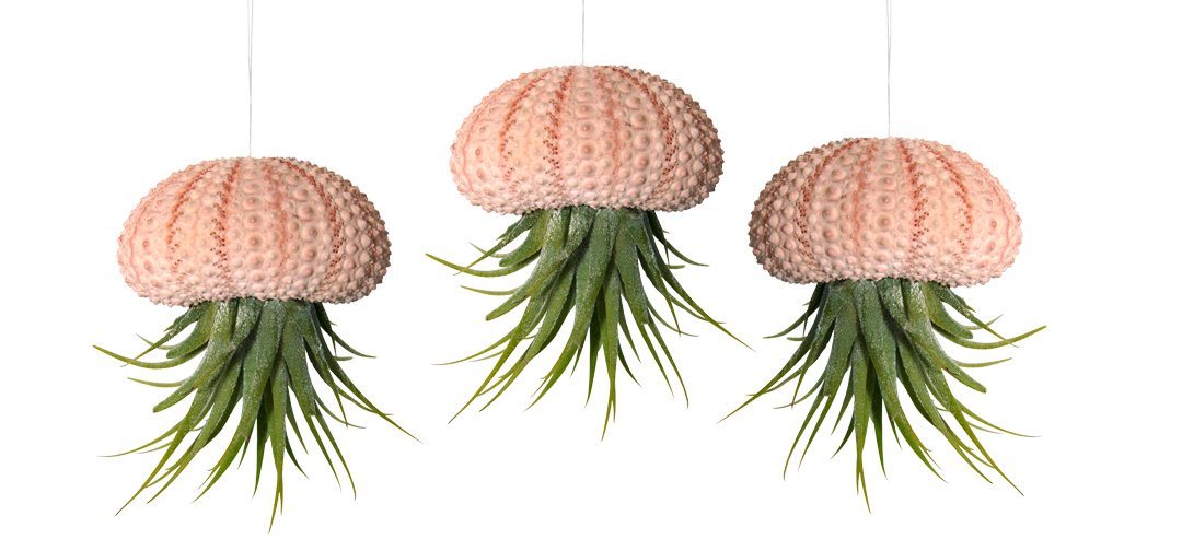 meinvipshop Hängedekoration 3er Set Seeigelgehäuse mit echter Tillandsia (Set, 3 St., 3er Set) von meinvipshop