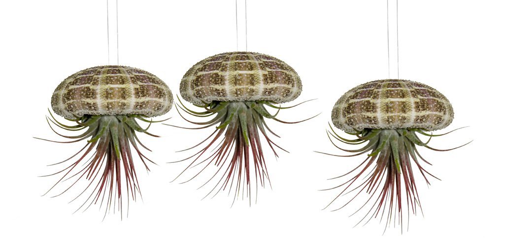 meinvipshop Hängedekoration 3er Set Seeigelgehäuse mit echter Tillandsia (Set, 3 St., 3er Set) von meinvipshop