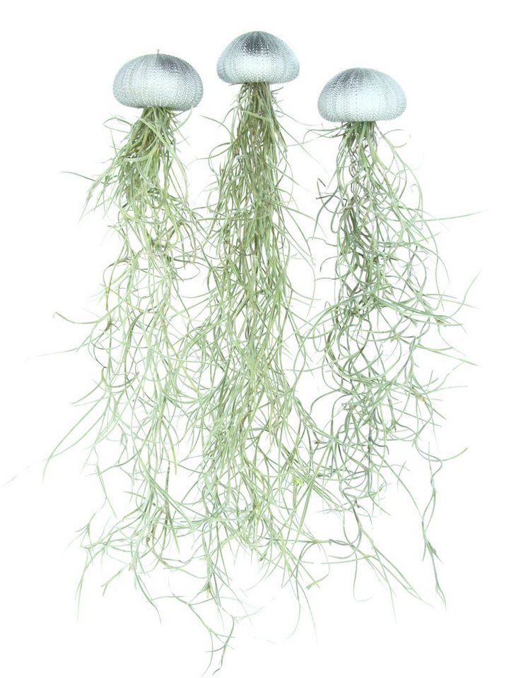 meinvipshop Hängedekoration 3er Set Seeigelgehäuse silber mit tillandsia spanisch Moos (3 St) von meinvipshop