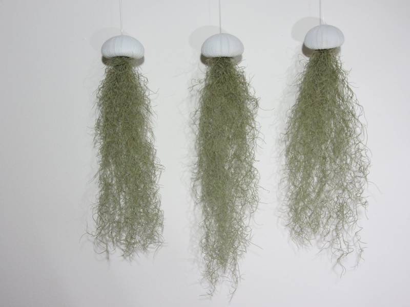 meinvipshop Hängedekoration 3er Set Seeigelgehäuse weiß mit Tillandsia spanischem Moos (Set, 3 St., 3er Set) von meinvipshop