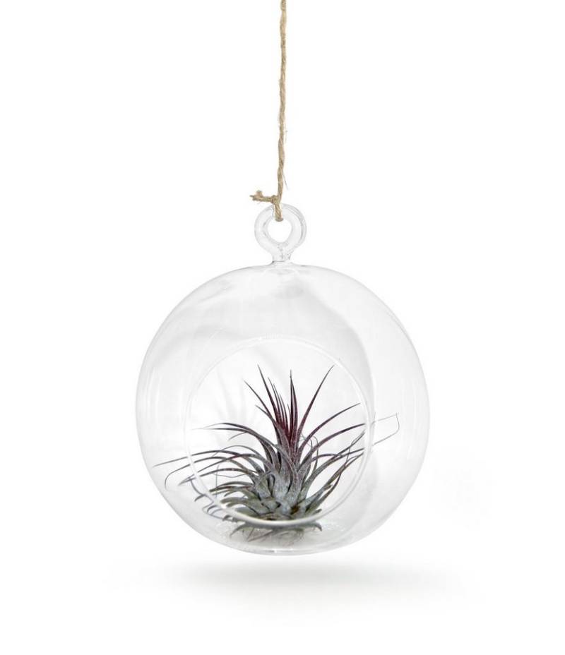 meinvipshop Hängedekoration Glaskugel 1er-Set mit Tillandsien (Set, 1er Set mundgeblasene Glaskugeln 12cm Ø mit einer echten Tillandsia) von meinvipshop
