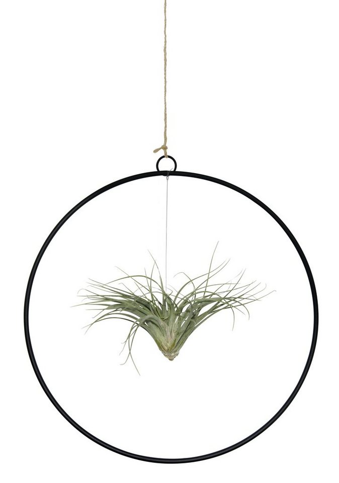 meinvipshop Hängedekoration Kombination aus Tillandsia im Loop schwarz (Set, 1 x Loop, 1 x Tillandsie), outdoorgeeignet, 25 cm Durchmesser, Lebende Pflanze von meinvipshop