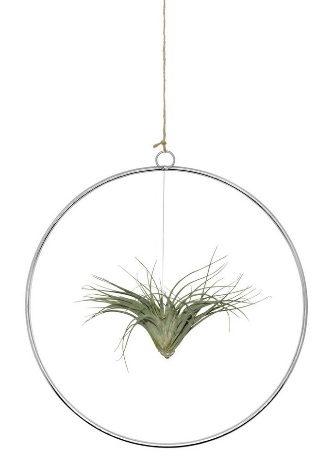 meinvipshop Hängedekoration Kombination aus Tillandsia im Loop silber (Set, 1 x Loop, 1 x Tillandsie), outdoorgeeignet, 25 cm Durchmesser, Lebende Pflanze von meinvipshop