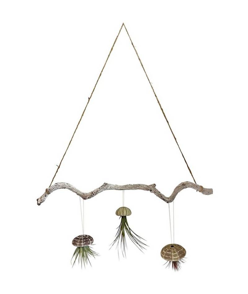 meinvipshop Hängedekoration Tillandsien 3er Set auf Ast mit Aufhängung ca. 60 cm meinvipshop Hängedekoration Tillandsien 3er Set auf Ast mit Aufhängung ca. 60 cm von meinvipshop