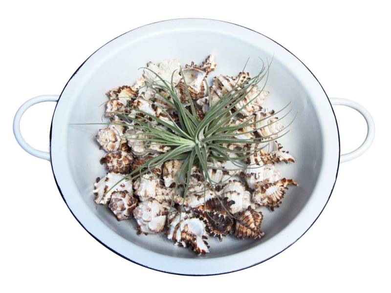 meinvipshop Tischkranz Retro Schüssel mit Muscheln und Tillandsia meinvipshop Tischkranz Retro Schüssel mit Muscheln und Tillandsia von meinvipshop