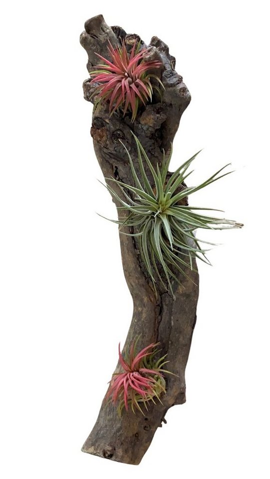 meinvipshop Tischkranz Tillandsien-Arrangement auf Wurzel 50cm white wash von meinvipshop
