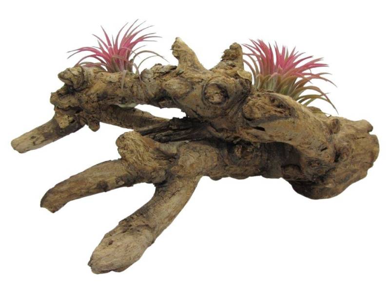 meinvipshop Tischkranz Tillandsien-Arrangement auf Wurzel ca. 22cm von meinvipshop