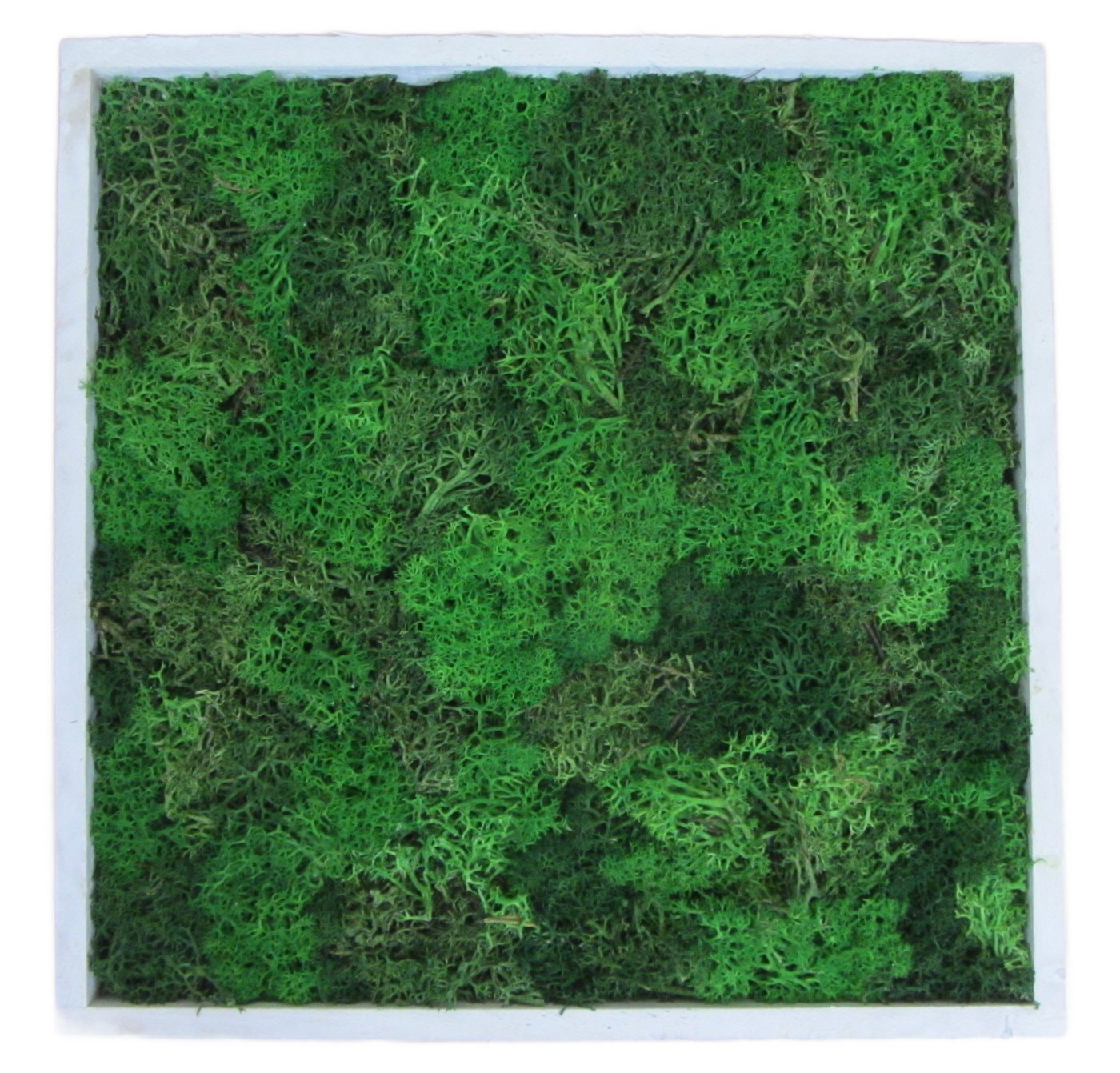 meinvipshop Wandbild Moos Moosbild weiß 35x35cm mit echtem konserviertem Moos meinvipshop Wandbild Moos Moosbild weiß 35x35cm mit echtem konserviertem Moos von meinvipshop