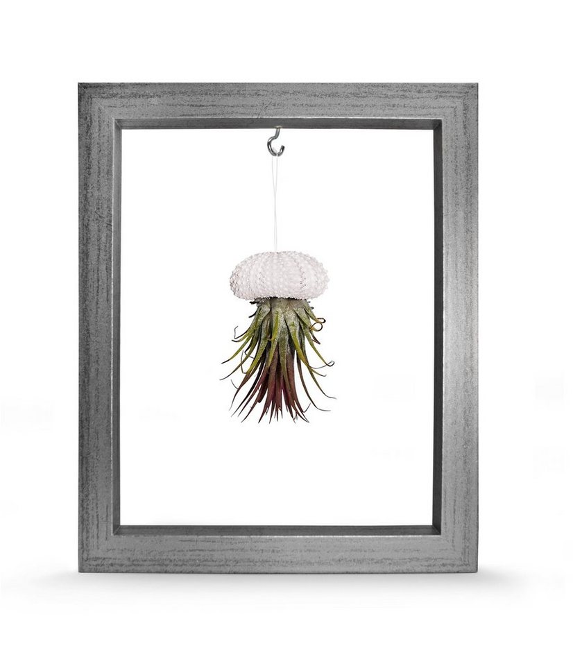 meinvipshop Wanddekoobjekt Kombination aus Seeigelgehäuse weiß mit Tillandsia in Rahmen silber, handgefertigt, Dekoration, Wohnzimmer, Gartendeko, Balkondekoration von meinvipshop