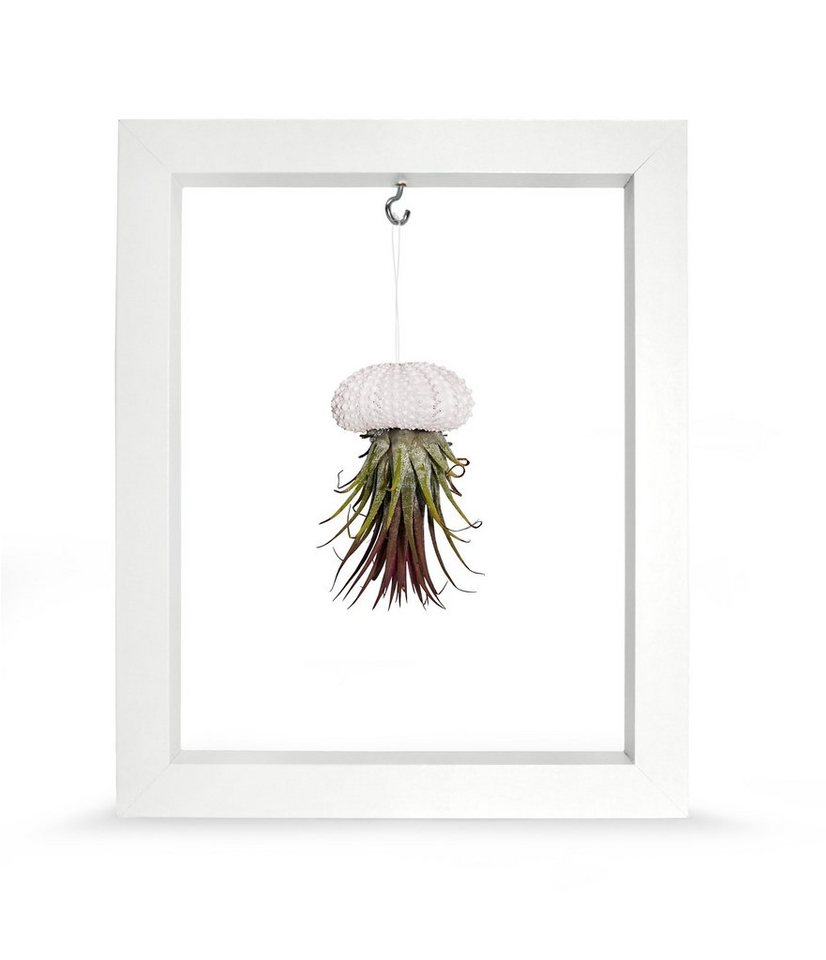 meinvipshop Wanddekoobjekt Kombination aus Seeigelgehäuse weiß mit Tillandsia in Rahmen weiß, handgefertigt, Dekoration, Wohnzimmer, Gartendeko, Balkondekoration meinvipshop Wanddekoobjekt Kombination aus Seeigelgehäuse weiß mit Tillandsia in Rahmen weiß, handgefertigt, Dekoration, Wohnzimmer, Gartendeko, Balkondekoration von meinvipshop