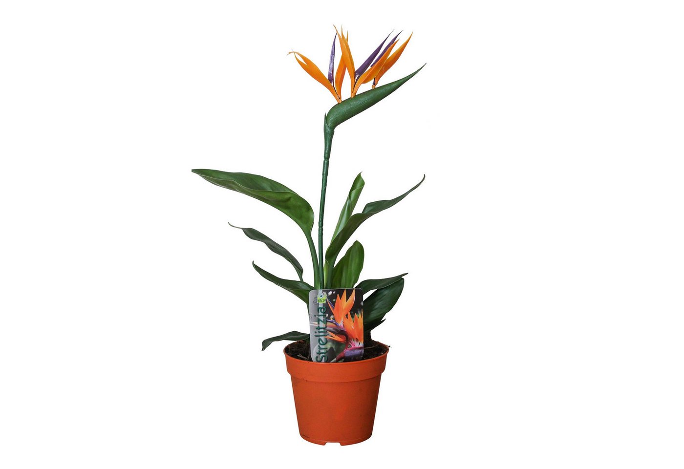 meinvipshop Zimmerpflanze 2er Set Paradiesvogelblume Strelizie meinvipshop Zimmerpflanze 2er Set Paradiesvogelblume Strelizie von meinvipshop