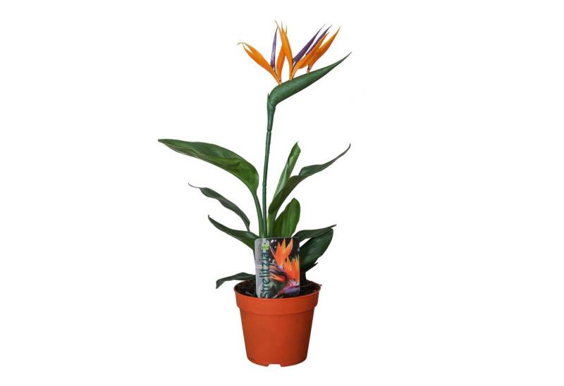 meinvipshop Zimmerpflanze 2er Set Paradiesvogelblume Strelizie meinvipshop Zimmerpflanze 2er Set Paradiesvogelblume Strelizie von meinvipshop