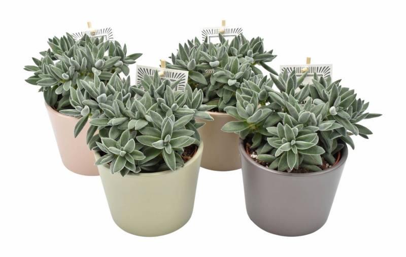 meinvipshop Zimmerpflanze 4er Set Sukkulenten Tarantula mit Übertopf Variante 2 von meinvipshop