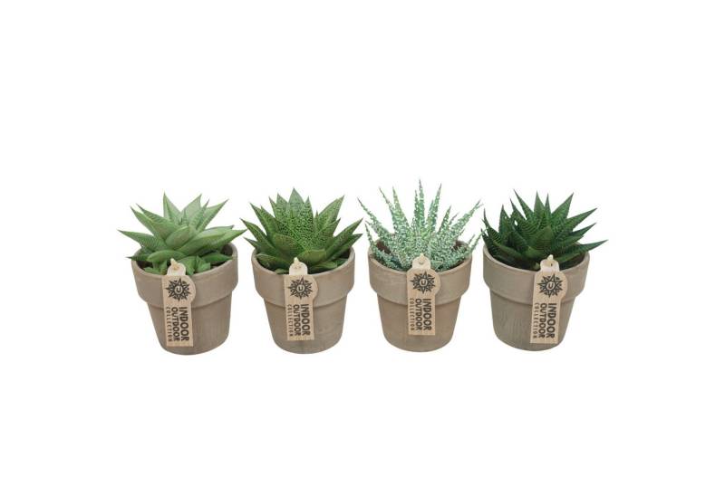 meinvipshop Zimmerpflanze Aloe Vera im 4er Set mit Übertopf Zimmerpflanze meinvipshop Zimmerpflanze Aloe Vera im 4er Set mit Übertopf Zimmerpflanze von meinvipshop