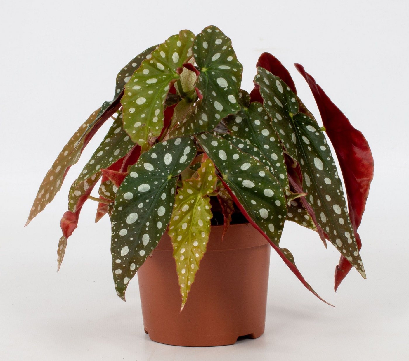 meinvipshop Zimmerpflanze Blattbegonie Polka Dot Zimmerpflanze meinvipshop Zimmerpflanze Blattbegonie Polka Dot Zimmerpflanze von meinvipshop