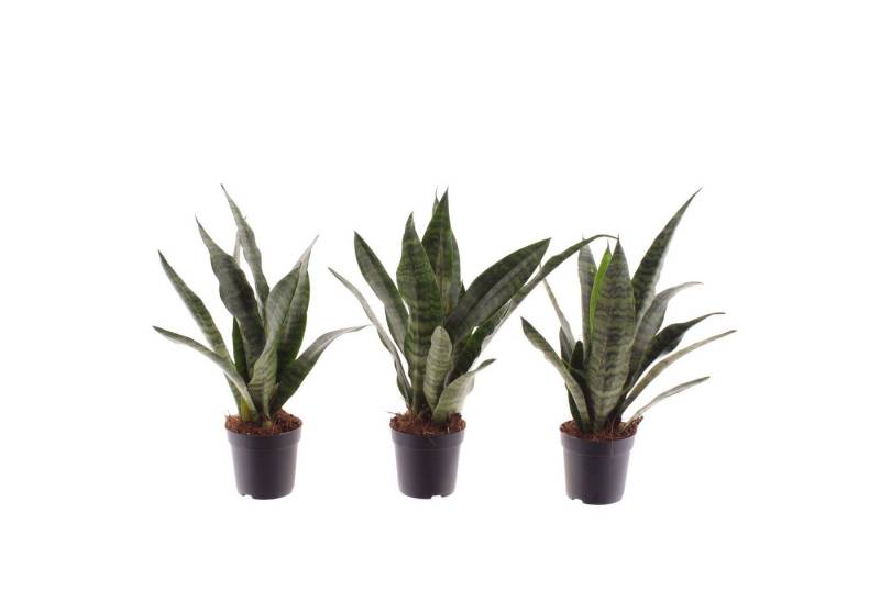meinvipshop Zimmerpflanze Bogenhanf Sansevieria trifasciata Black Coral 3er Set, 3 St., 3er Set meinvipshop Zimmerpflanze Bogenhanf Sansevieria trifasciata Black Coral 3er Set, 3 St., 3er Set von meinvipshop