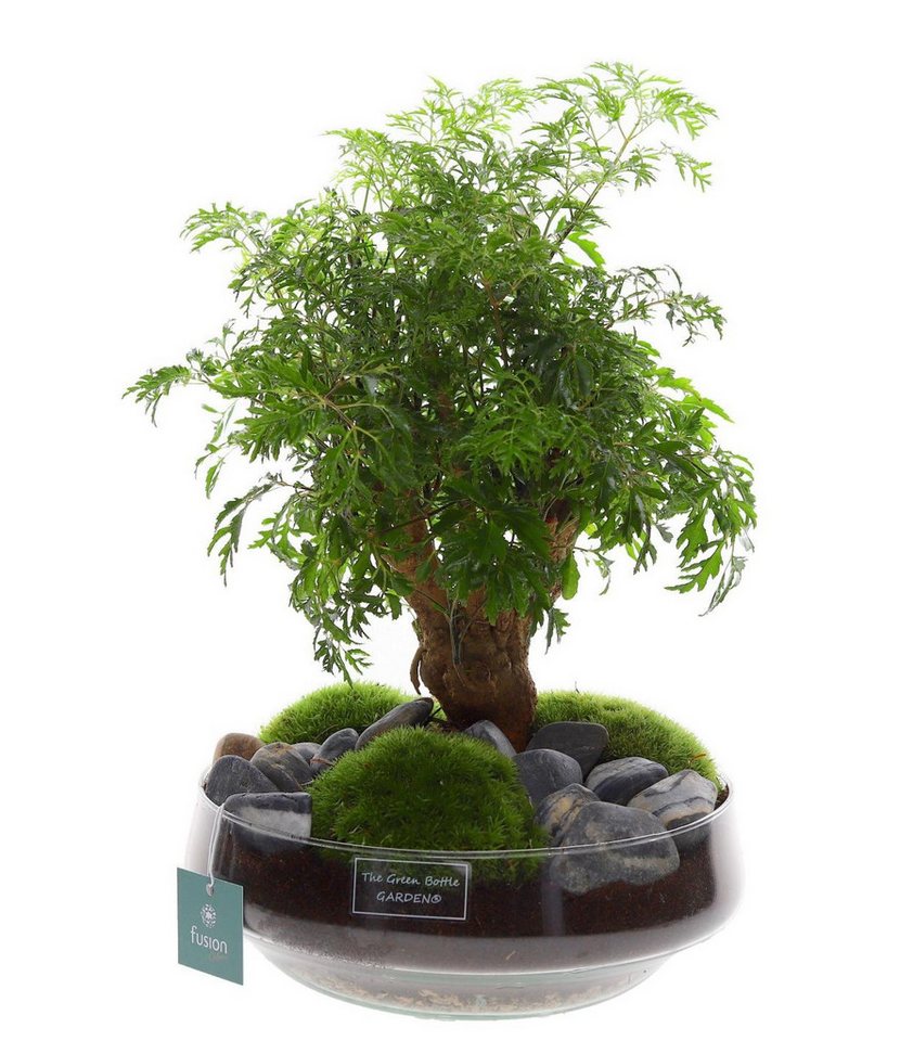 meinvipshop Zimmerpflanze Bonsai 43cm im Glas Flaschengarten meinvipshop Zimmerpflanze Bonsai 43cm im Glas Flaschengarten von meinvipshop