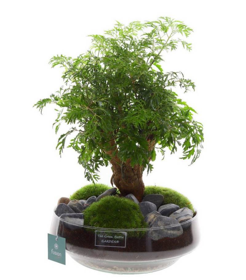 meinvipshop Zimmerpflanze Bonsai 43cm im Glas Flaschengarten meinvipshop Zimmerpflanze Bonsai 43cm im Glas Flaschengarten von meinvipshop