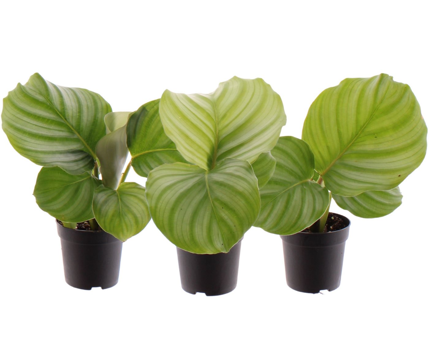 meinvipshop Zimmerpflanze Calathea 3er Set Zimmerpflanze, 3er Set meinvipshop Zimmerpflanze Calathea 3er Set Zimmerpflanze, 3er Set von meinvipshop